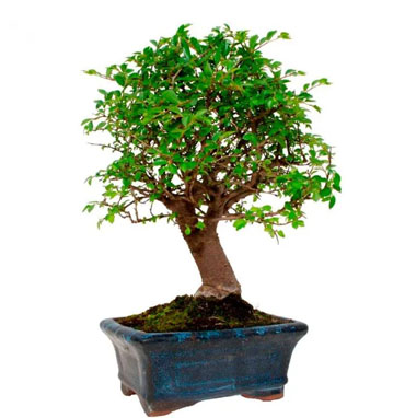 Red Soil Supplier In Chennai