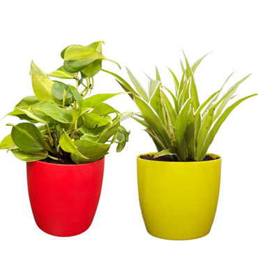 Bonsai Plants In Chennai