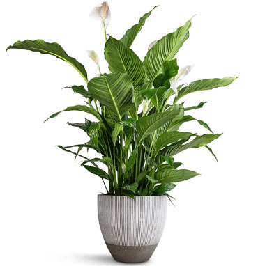 Top Bonsai Plant Dealers In Chennai