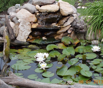 Best Indoor Plants Shop In Chennai